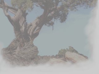 Picture of twisted tree.